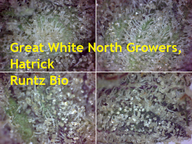 2 - Aroma & Taste - SQdC, Great White North Growers, Hatrick, Runtz Bio [640x480]