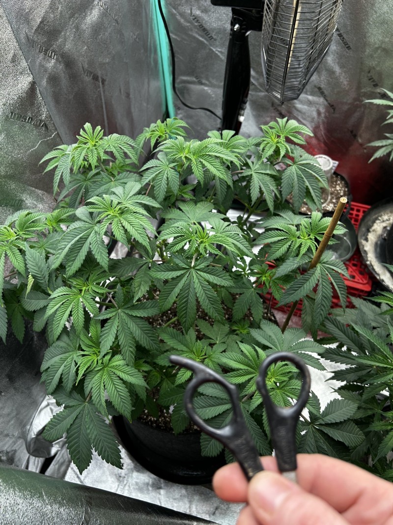 sns icc photo wk7 veg pre and post topping