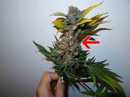 cannabis-bud-rot-mold-looks-mostly-normal-except-yellow-leaves