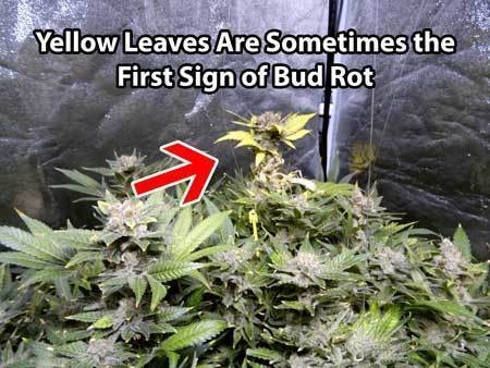 cannabis-bud-rot-mold-symtpom-is-yellow-dying-leaves