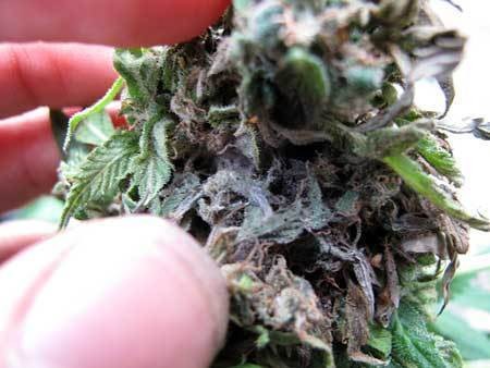 bud-rot-mold-damage-cannabis
