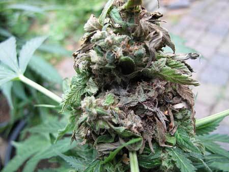 bud-rot-damage-cannabis