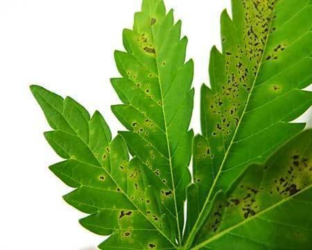calcium-deficiency-leaf-cannabis