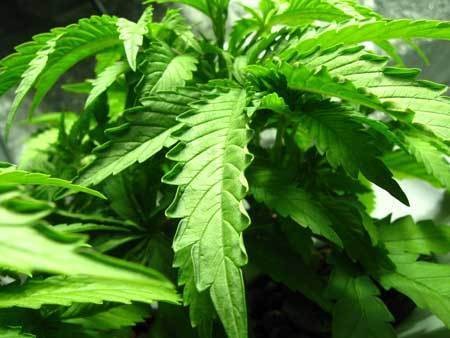 leaf-edges-tipped-up-from-heat-cannabis