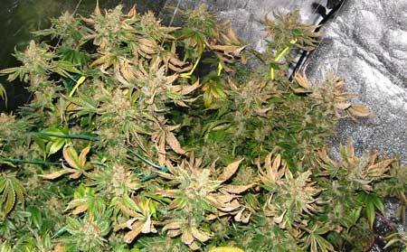 heat-burn-appear-overnight-flowering-cannabis