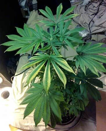 light-stressed-plants-cannabis