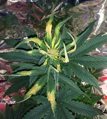 led-grow-light-burn-too-close-top-leaves-turn-yellow-cannabis