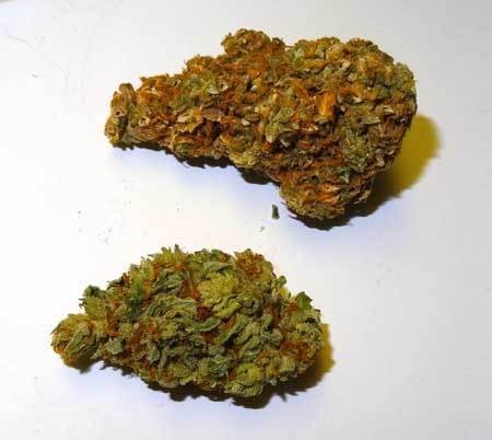 light-burn-bud-top-regular-bud-bottom-cannabis