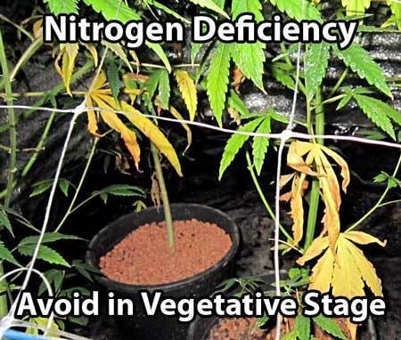 cannabis-nitrogen-deficiency-bottom