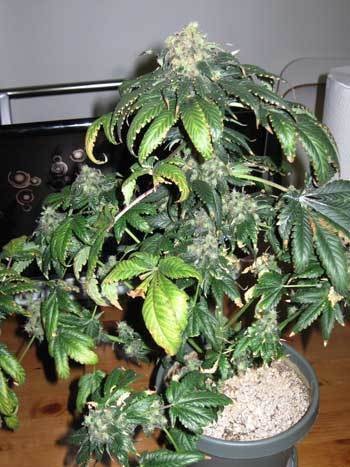 nitrogen-toxicity-flowering-cannabis