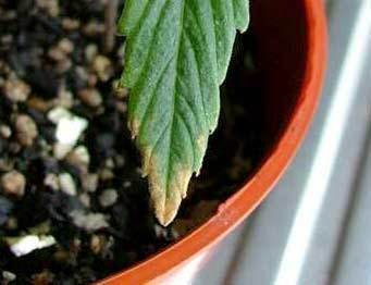 nute-burn-seedling-cannabis
