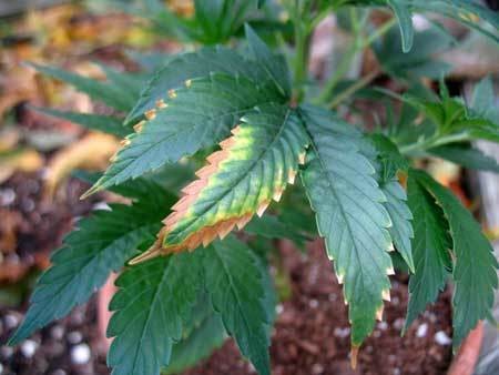 potassium-deficiency-weed-yellow-brown-edges-cannabis