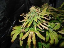 cannabis-heat-stress-light-burn-bleaching-plus-spots-on-leaves-s