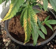cannabis-potassium-deficiency-lower-leaves-yellow-sm