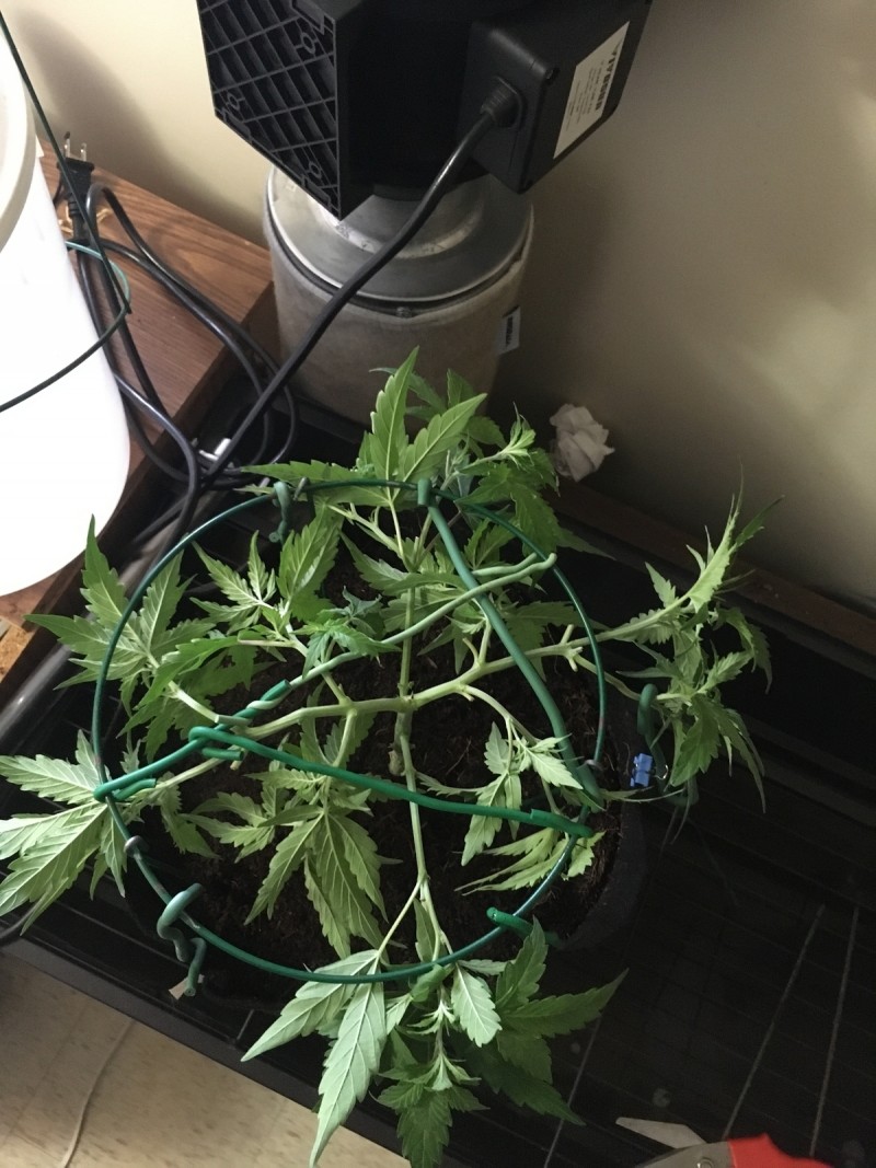  training and vegging cannabis