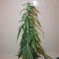 medium_underwatering-marijuana-plant