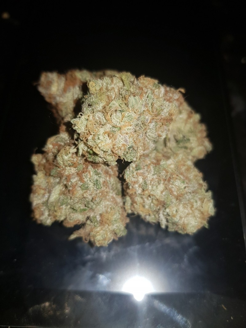 Legendary Punch curing buds from royal queen seeds