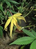 nitrogen-deficiency-wilted-leaf-sm
