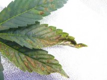 phosphorus-deficiency-leaf-curling-sm