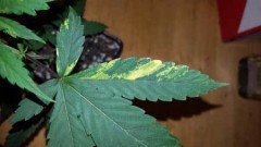 possibly-tmv-yellow-streaks-cannabis-leaves-sm