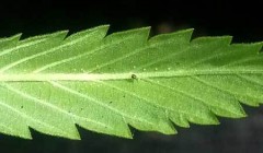 spider-mite-eggs-back-of-cannabis-leaf-sm
