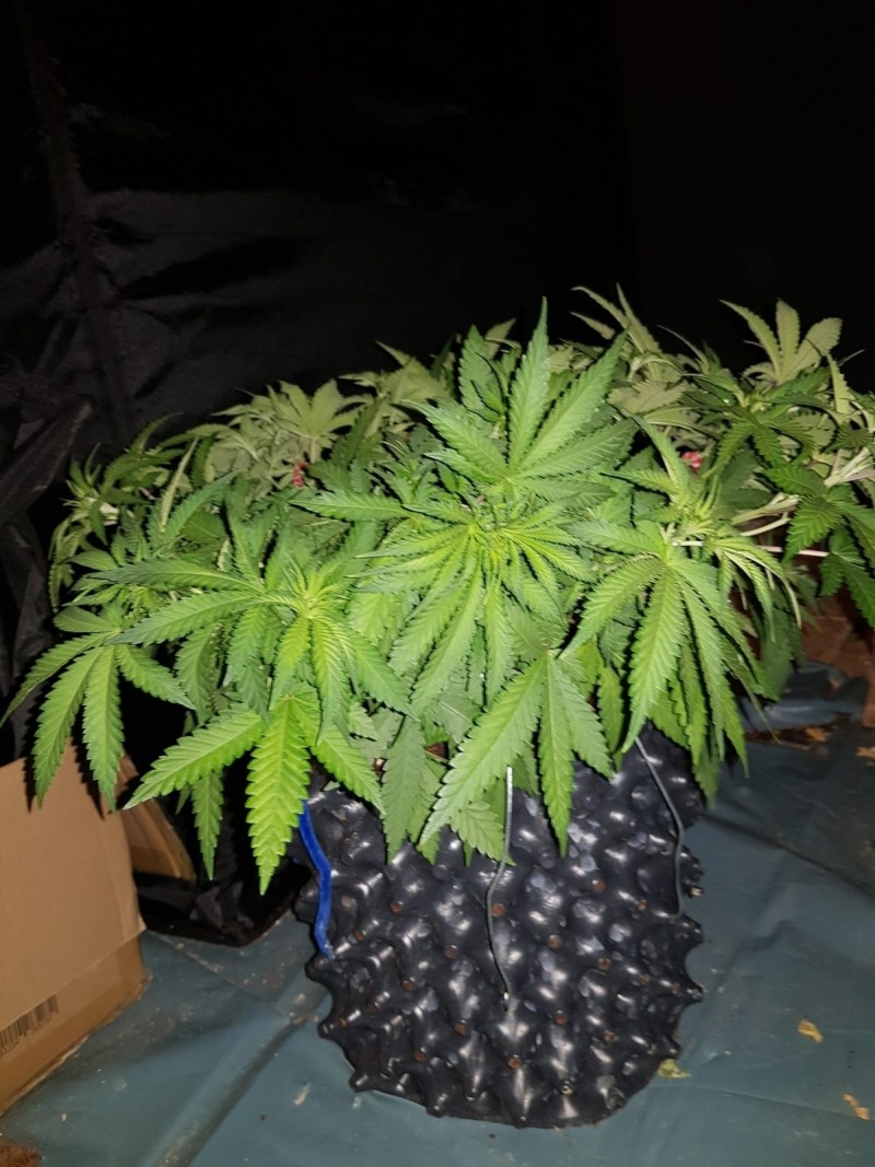 Knockout from Advanced female seeds LST