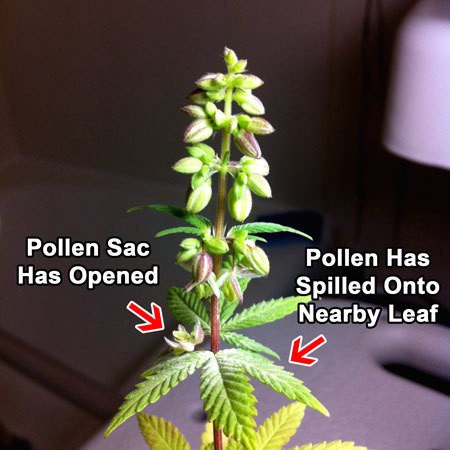 beautiful-male-plant-pollen-sm
