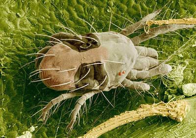 borg-two-spotted-spider-mite