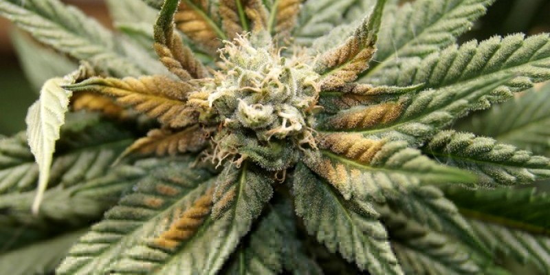 Boron-deficiency-in-marijuana-plants