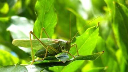 example-of-a-green-cricket-cannabis-pest-sm