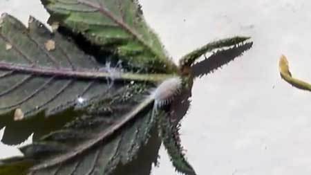 hairy-white-mealy-bug-on-cannabis-leaf-sm