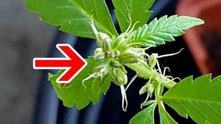 male-cannabis-plant-with-pistils-is-hermie-sm