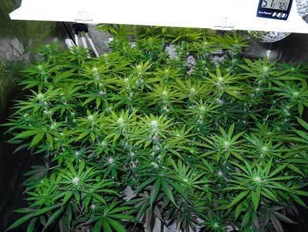 many-colas-canopy-due-to-marijuana-plant-training-sm