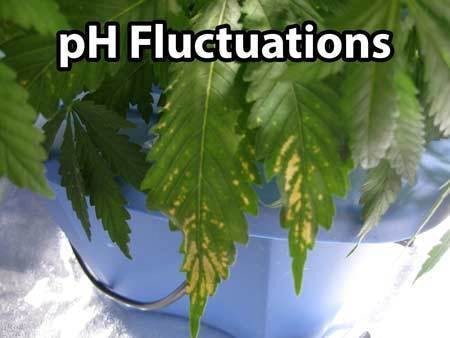 ph-fluctuations-marijuana-label