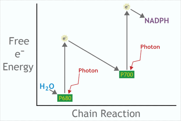 Photosynthesis 2-Stages Ionic Pump