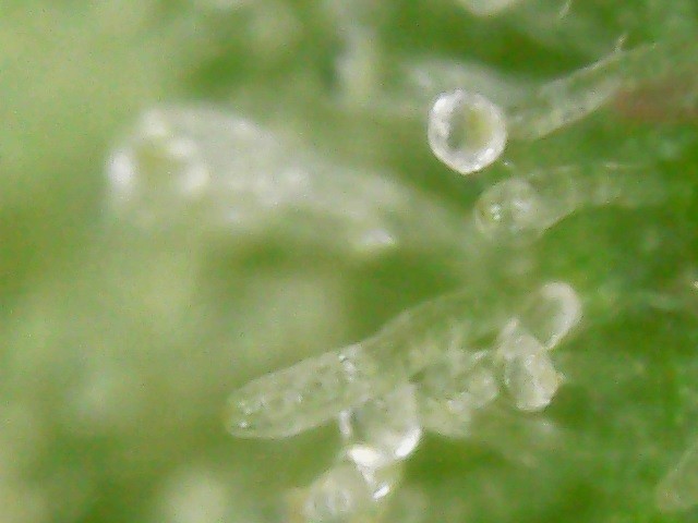 Trichome head and stalk with missing head