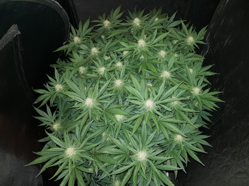 Knockout from Advanced female seeds 3.5 weeks flip