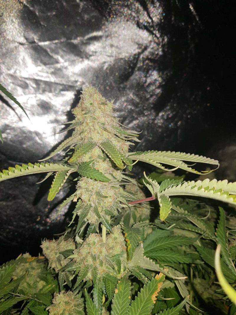 Knockout from Advanced female seeds 57 days 12/12 flower