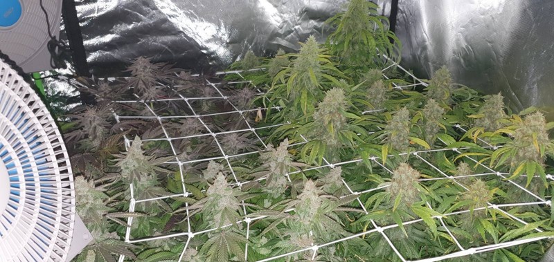 Dutch Passion Mokums Tulip and Mazar