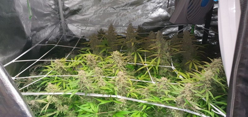 Glueberry OG by Dutch Passion grow diary