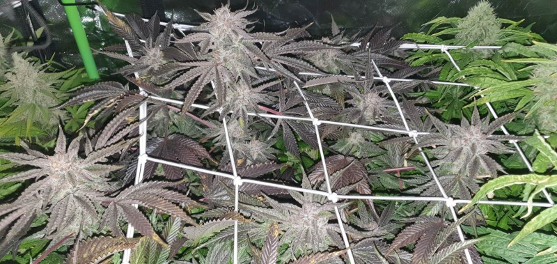 Dutch Passion Mokums Tulip buds