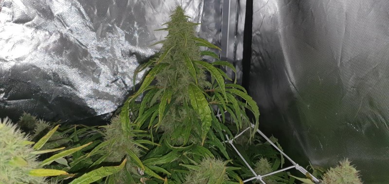 Dutch Passion Mazar grow diary