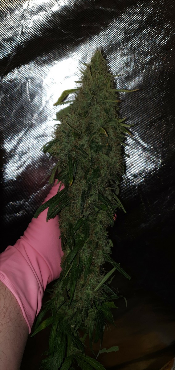 Dutch passion Mazar bud, flowers