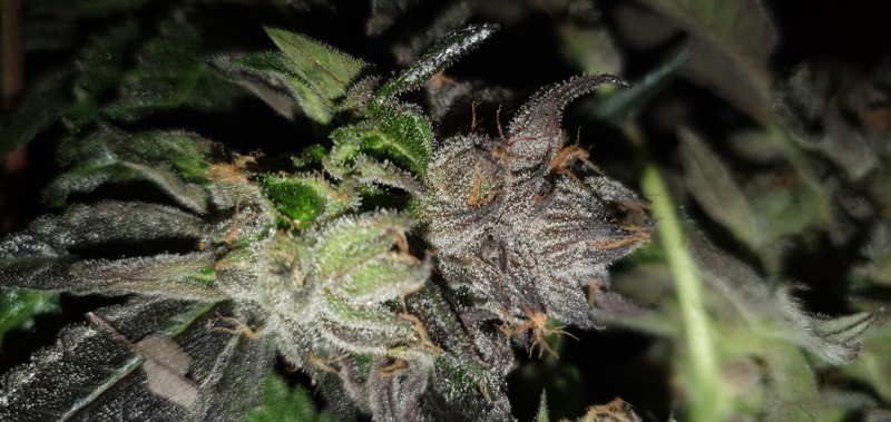 Dutch Passion Mokums Tulip grow diary