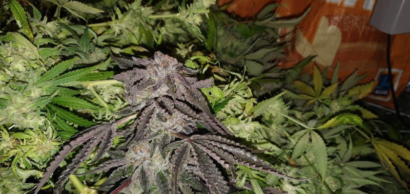 Dutch Passion Mokums Tulip Flowers