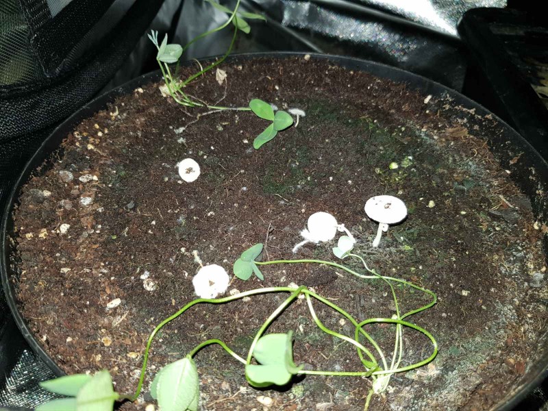 Growing mushrooms
