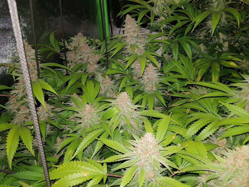 Purple queen 7 weeks flower