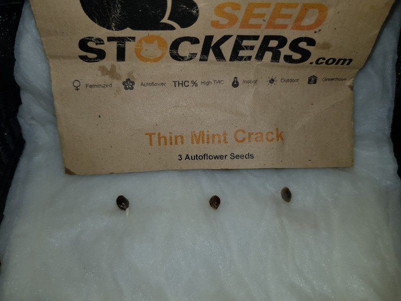 Seedstockers thin mint crack germination pot challenge