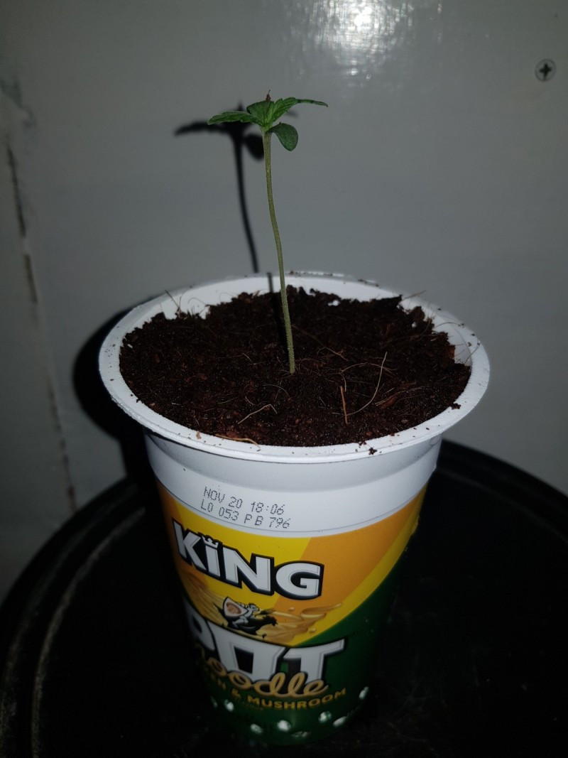 Seedstockers thin mint crack pot challenge