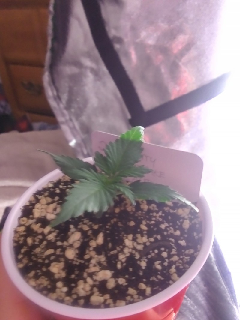 Strawberry Cheesecake Auto Solo Cup Grow